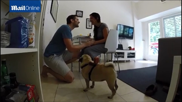[新聞] 以色列一對情侶玩求婚送戒指的哈巴狗無語了