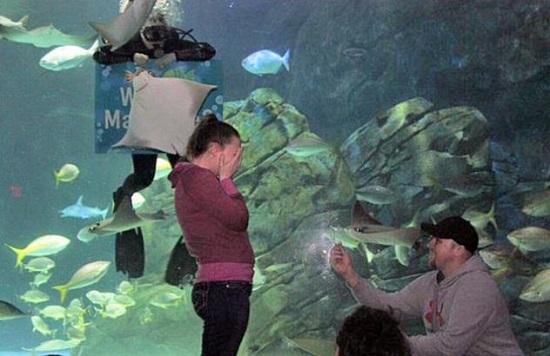 [新聞] 男子精心準備水族館求婚 魚兒亂入“搶鏡”